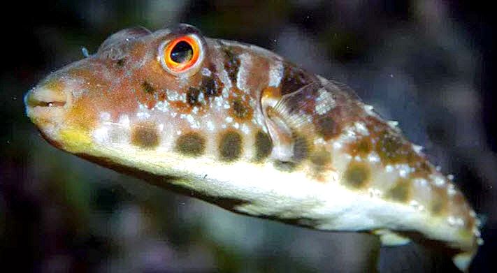 Sphoeroides marmoratus_06.jpg